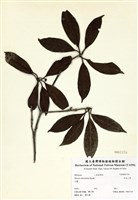 藏品(臺灣八角)的圖片